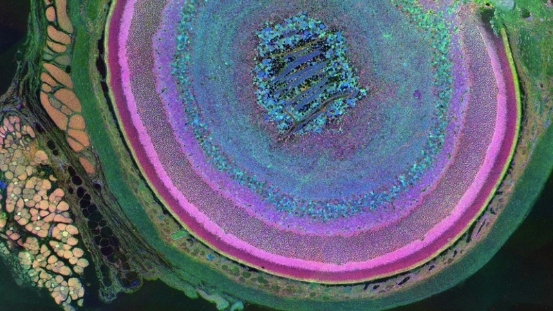 Illustration for article titled Feast your eyes on some of the best scientific art from the past year